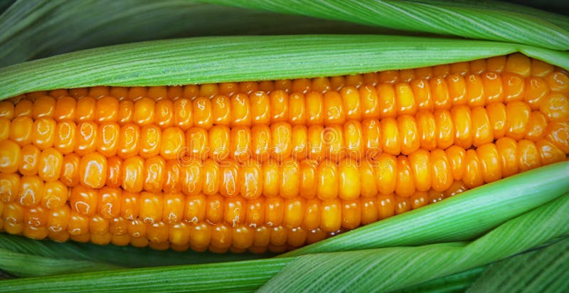 Gekookt graan in de schil royalty-vrije stock afbeelding