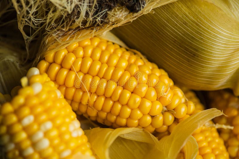 Gekookte maïs verdeelde brokken. Gekookte maïs in brokken royalty-vrije stock afbeelding