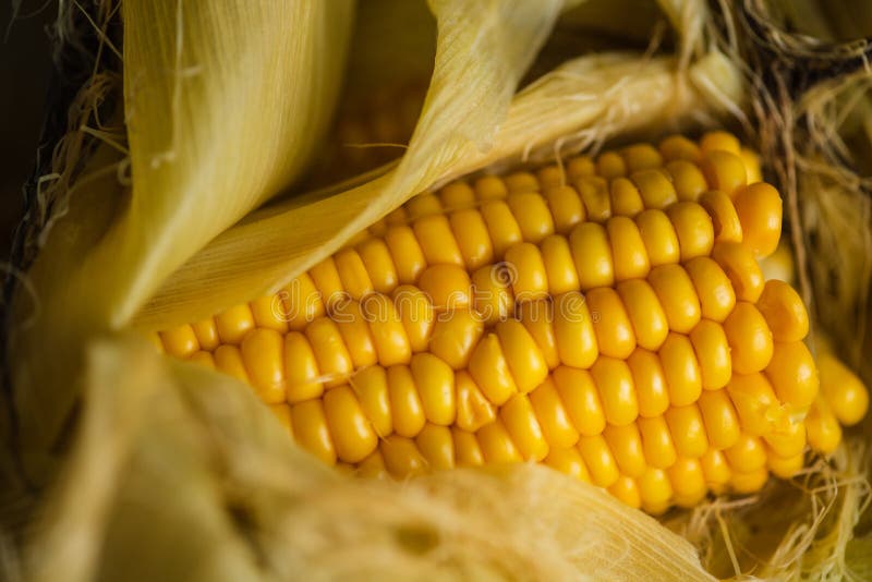 Gekookte maïs verdeelde brokken. Gekookte maïs in brokken royalty-vrije stock afbeelding