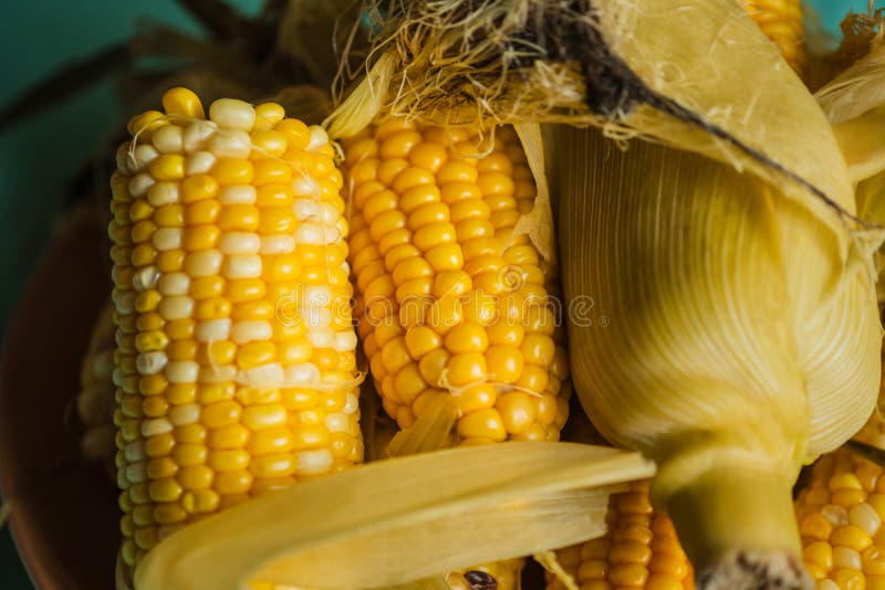 Gekookte maïs verdeelde brokken. Gekookte maïs in brokken stock afbeelding