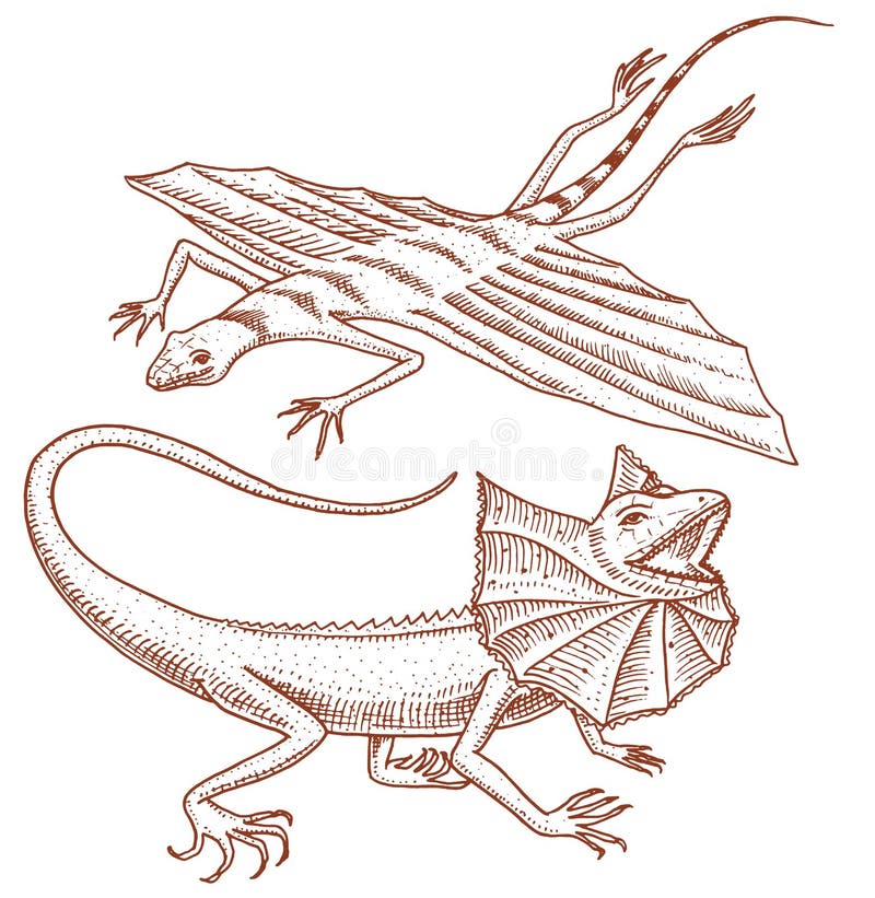 Frilled-necked lizard, flying dragon or agama in Australia. wild animals in nature. vector illustration for book or pet store, zoo. engraved hand drawn. Frilled-necked lizard, flying dragon or agama in Australia. wild animals in nature. vector illustration for book or pet store, zoo. engraved hand drawn