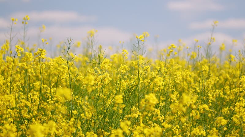 Gekweekte brightyele bloemen, gekweekt. langzame beweging.