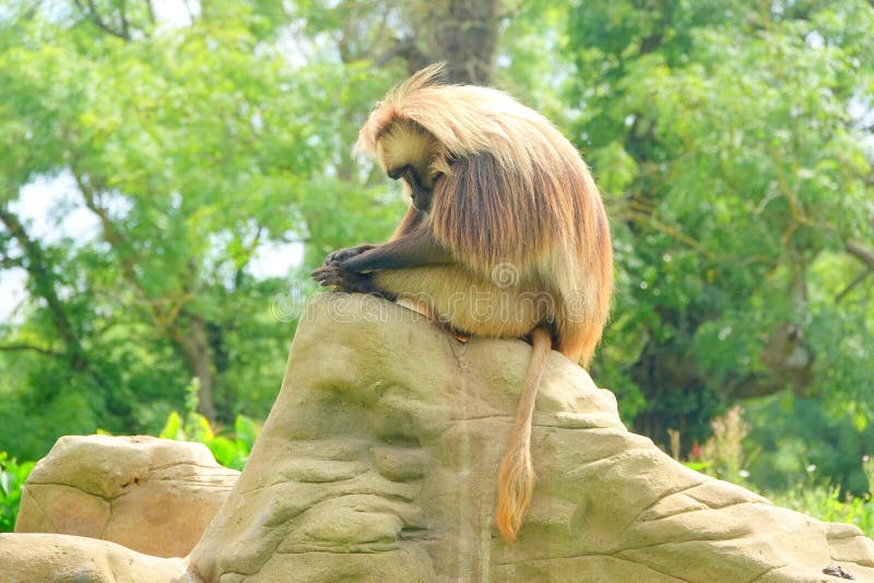 Gelada monkey sitting on rock stock photos Gelada monkey sitting on rock stock photos