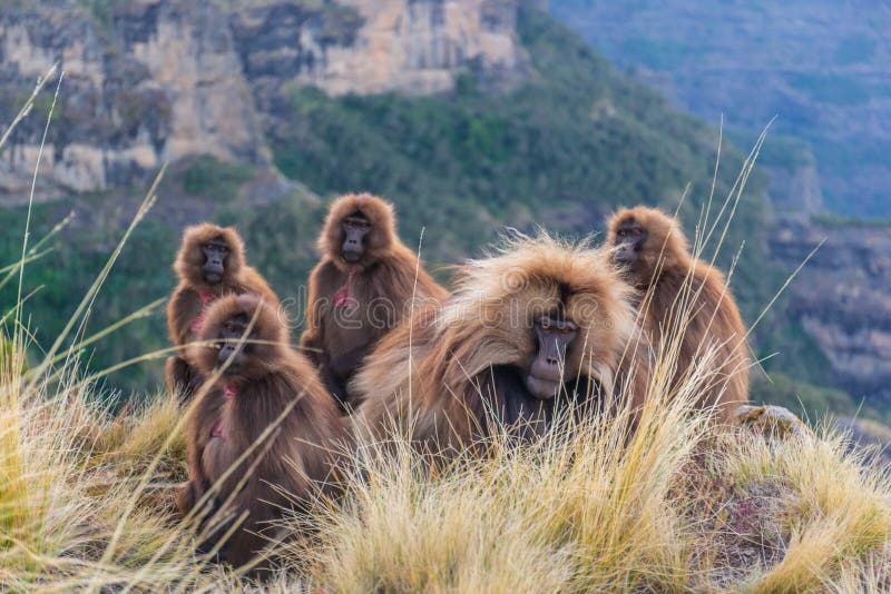 Gelada Baboons in the Simian Mountains