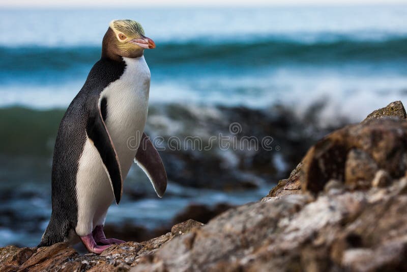 Gelb-gemusterter Pinguin