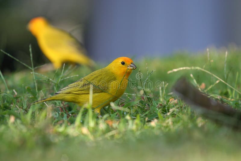 Gelb konfrontierte zitronengelbe Vögel lizenzfreie stockfotos Gelb konfrontierte zitronengelbe Vögel lizenzfreie stockfotos