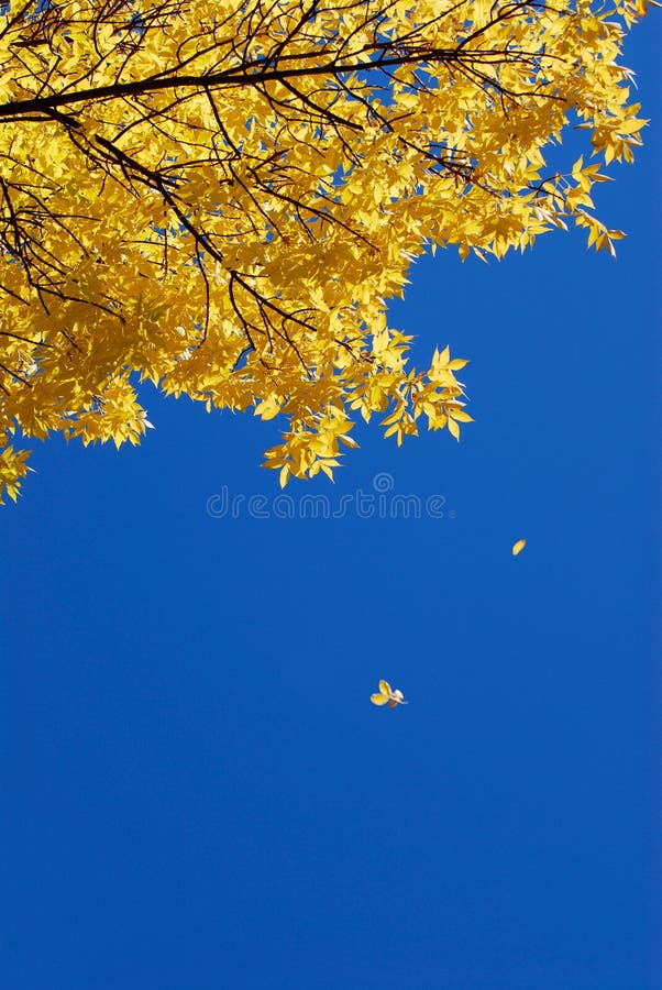 Gelbe Blätter fallen lizenzfreies stockfoto