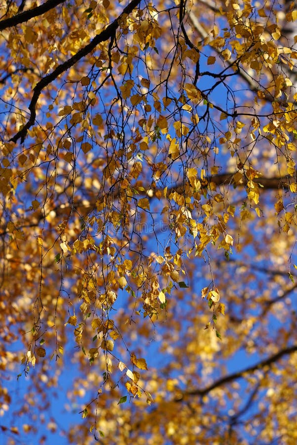 Gelbblätter auf Suppengrün stockfotografie