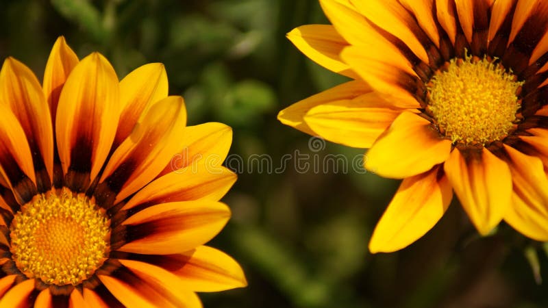 Gelbblütenmakro lizenzfreie stockfotos Gelbblütenmakro lizenzfreie stockfotos