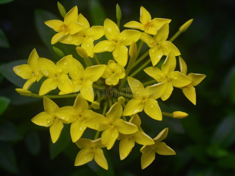 Gelbblütenstapel Ixora frisch mit Tau stockfotografie