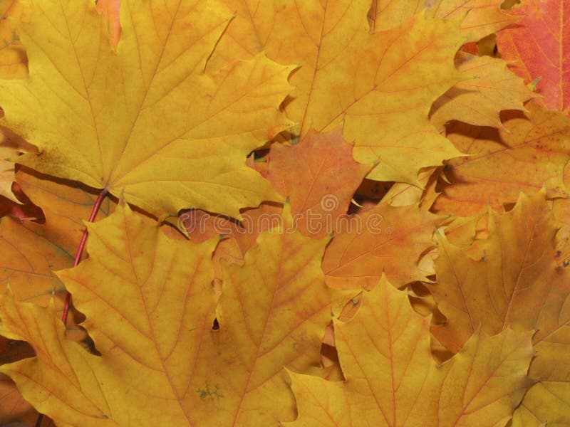 Gelbe Ahornblätter lizenzfreies stockfoto Gelbe Ahornblätter lizenzfreies stockfoto