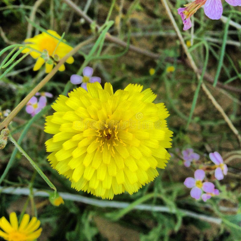 Gelbe Blume stockfoto. Bild von garten, gelb, stadt