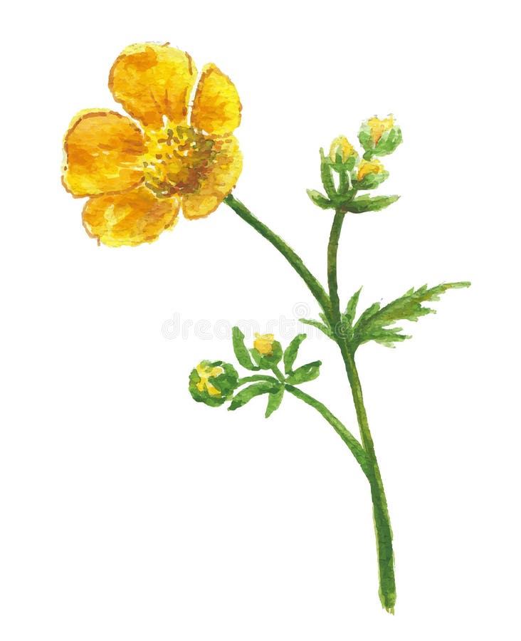 Gelbe Blume der Butterblume stock abbildung Gelbe Blume der Butterblume stock abbildung