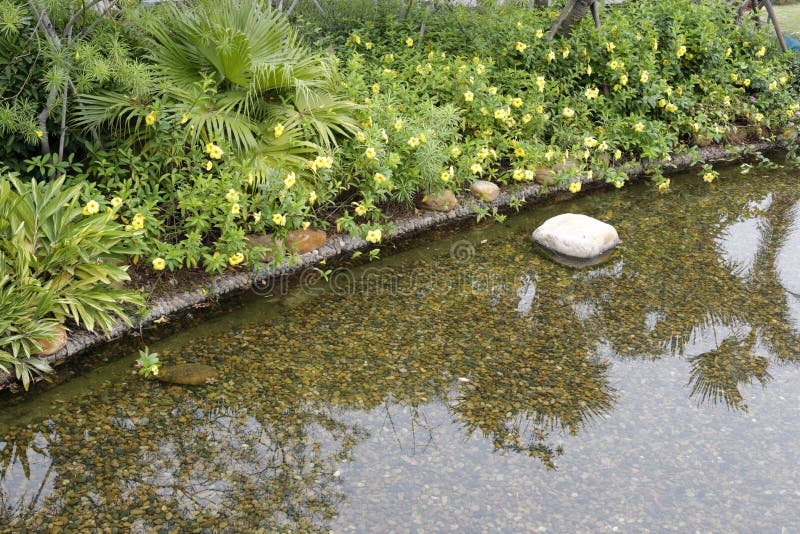 Gelbe Blume durch das Pool stockfoto. Bild von gelb, teich 59630774