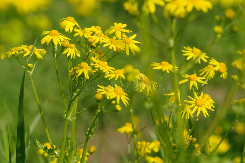 Gelbe Blumen auf der Wiese stockfoto. Bild von gras, pflanzen 49489224