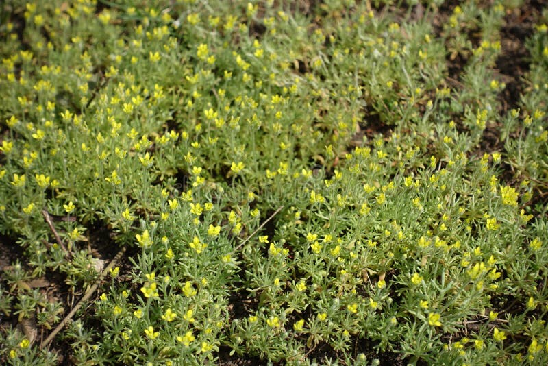 Gelbe Blumen Des Curveseed Butterwort Stockbild Bild von schön