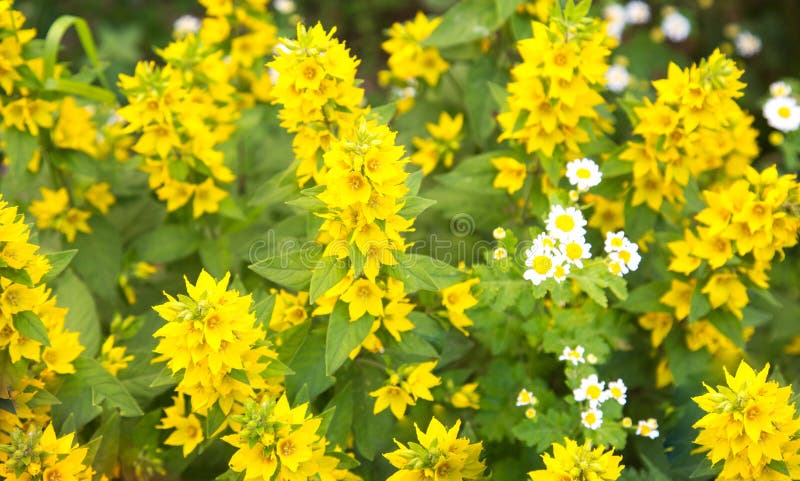 Gelbe Blumen des Flachses gewöhnlich an einem klaren sonnigen Tag Selektiver Fokus Blumenzuchtlandwirtschaft stockfoto Gelbe Blumen des Flachses gewöhnlich an einem klaren sonnigen Tag Selektiver Fokus Blumenzuchtlandwirtschaft stockfoto