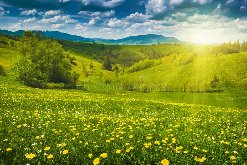 Gelbe Blumen in Einer Frühlingswiese Stockfoto Bild von gras, wachsen