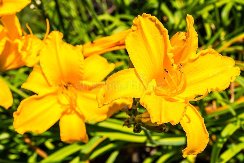 Gelbe Blumen im Garten stockfoto. Bild von leuchte, blume
