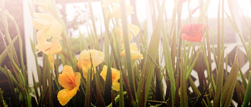 Gelbe Blumen Im Garten in Der Sonne Stockbild Bild von hitze, sommer