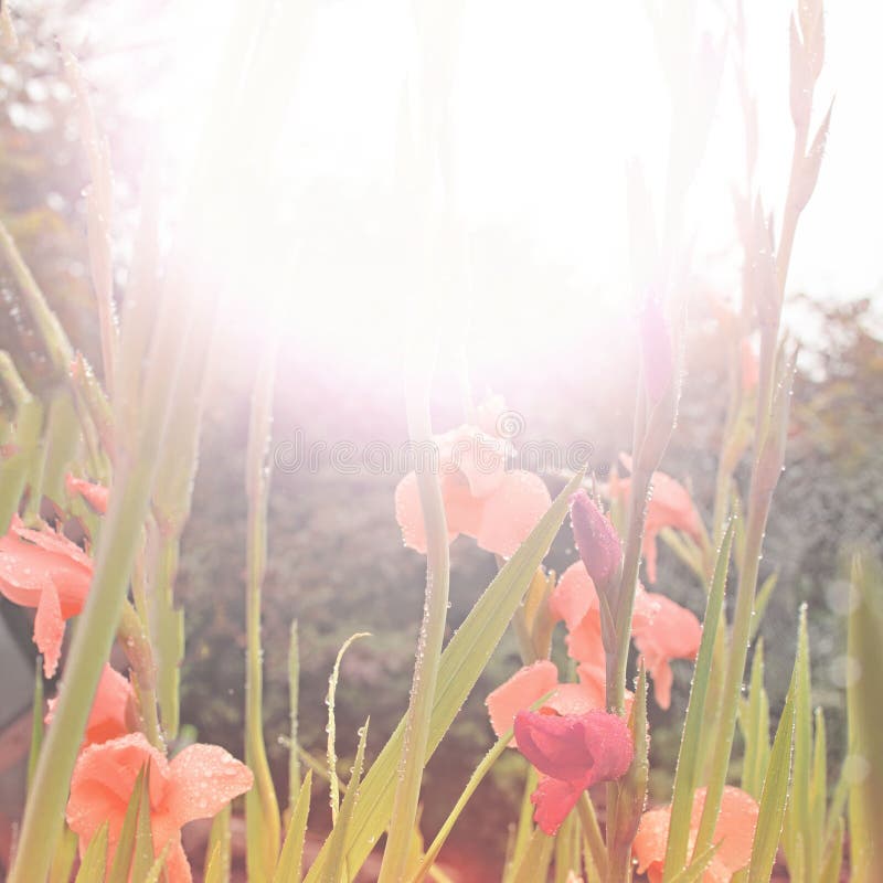 Gelbe Blumen Im Garten in Der Sonne Stockfoto Bild von gelb, hell