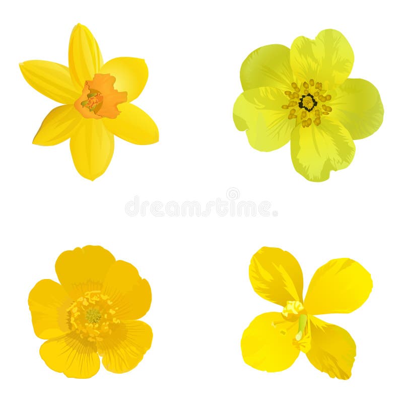 Gelbe Blumen lokalisiert auf einem weißen Hintergrund set stock abbildung Gelbe Blumen lokalisiert auf einem weißen Hintergrund set stock abbildung