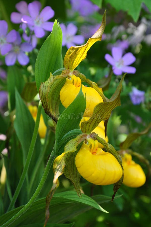 Gelbe Dame Slipper Orchids und wilde Pelargonien lizenzfreies stockfoto Gelbe Dame Slipper Orchids und wilde Pelargonien lizenzfreies stockfoto