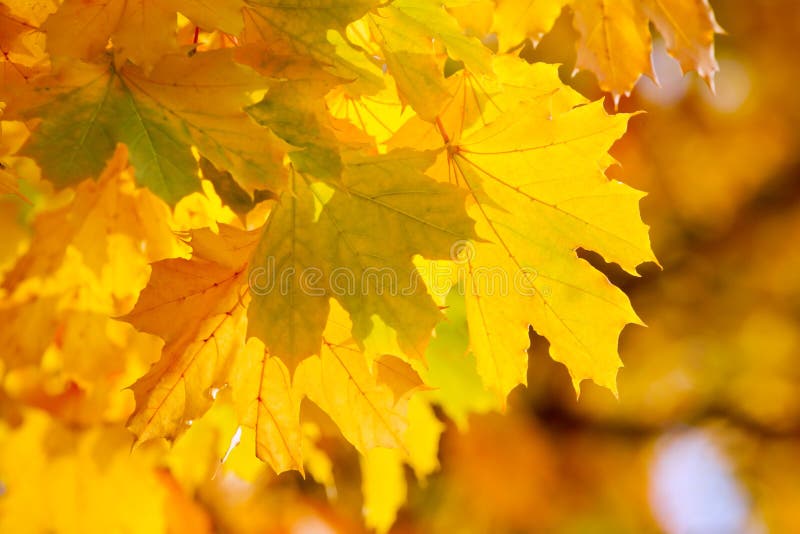 Gelbe herbstliche Ahornblätter stockfotos Gelbe herbstliche Ahornblätter stockfotos