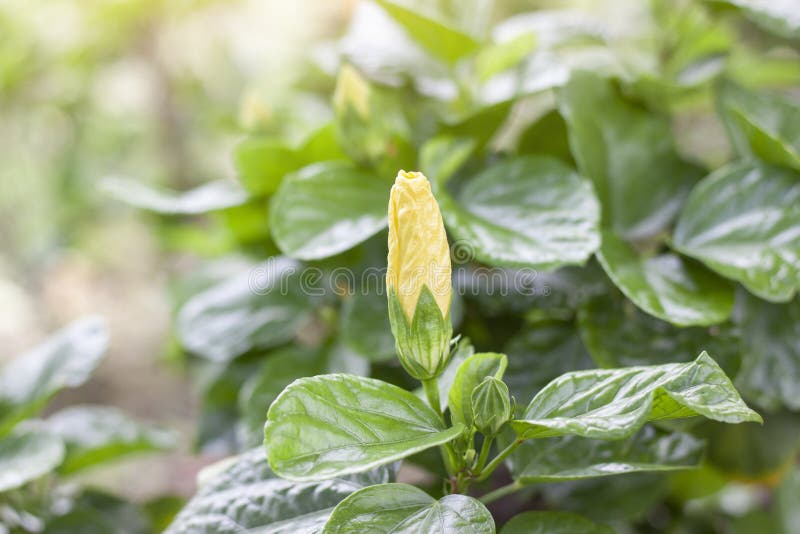 Gelbe Hibiscusblume, chinesische Rose oder chaba Blumenknospe auf Naturhintergrund lizenzfreie stockbilder Gelbe Hibiscusblume, chinesische Rose oder chaba Blumenknospe auf Naturhintergrund lizenzfreie stockbilder