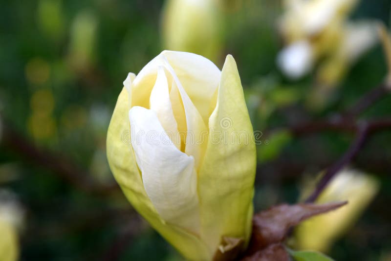 Gelbe Laterne der Magnolie, Magnolienbirne stockbilder Gelbe Laterne der Magnolie, Magnolienbirne stockbilder