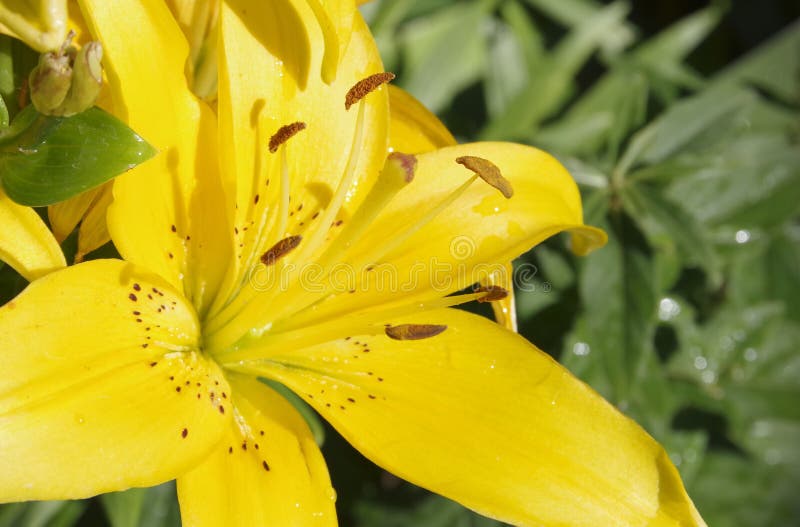 Gelbe Lilie stockfoto. Bild von gras, pflanzen, schön 94694916