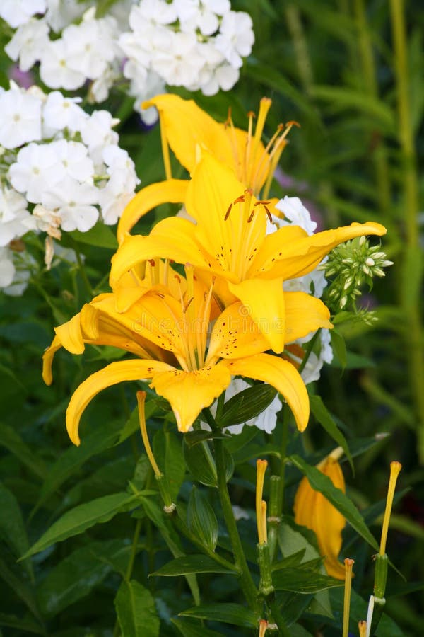 Gelbe Lilie U. X28; Lilien U. X29; Gelbe Lilie Im Tropfen Stockfoto