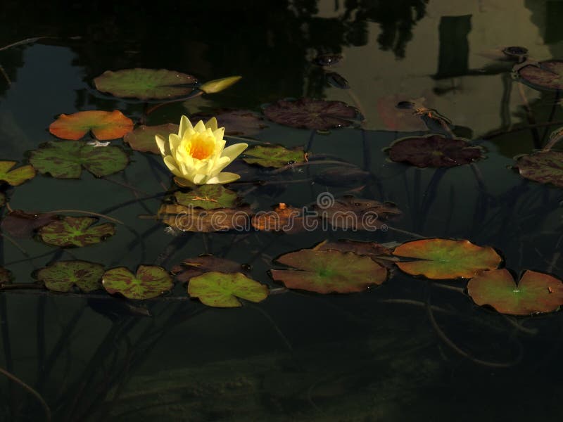 60+ Gelbe Schicht Auf Teich, Ein zeichen dafür ist, wenn sich.