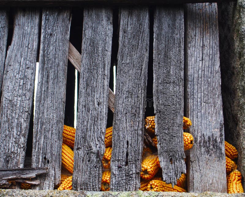 Gelbe Maiskolben im alten Getreidespeicherhaus lizenzfreies stockbild Gelbe Maiskolben im alten Getreidespeicherhaus lizenzfreies stockbild