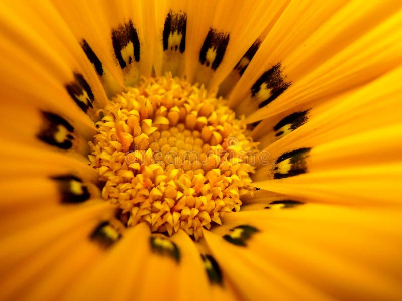 Gelbe Makroblume stockfotos Gelbe Makroblume stockfotos