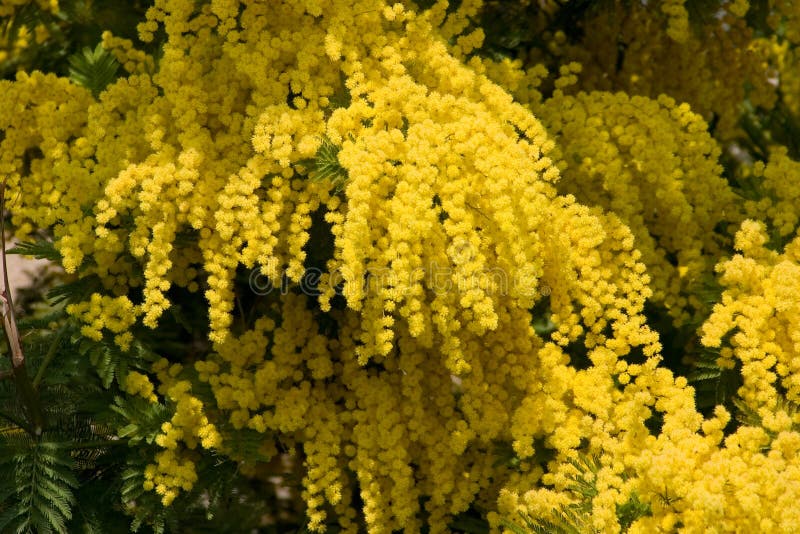 Gelbe Mimose stockfoto. Bild von hängen, baum, sonnig, frühling 663706