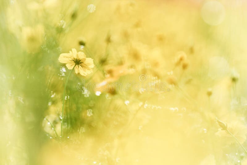 Gelbe Molsien im Regen, im warmen Hintergrund