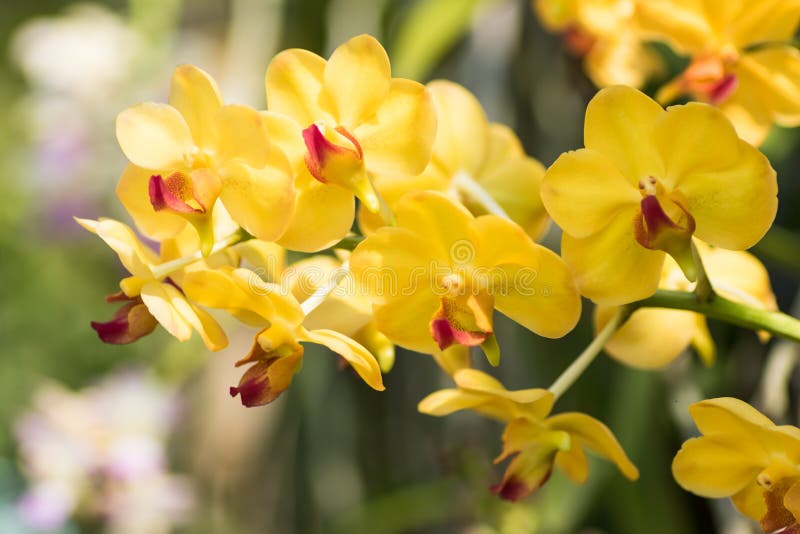 Gelbe Orchidee stockfoto. Bild von frisch, garten, orchidee 80891896