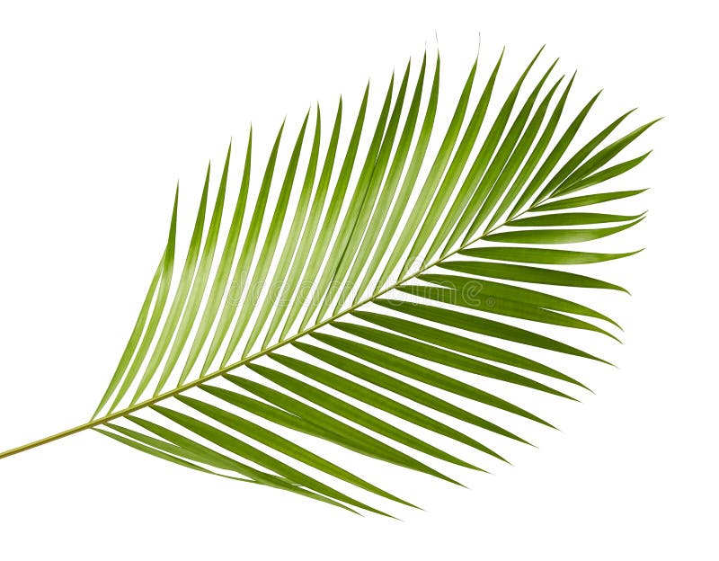 Gelbe Palmblätter Dypsis-lutescens oder goldene Stockpalme, Arekanusspalmblätter, tropisches Laub lokalisiert auf weißem Hintergr lizenzfreies stockfoto