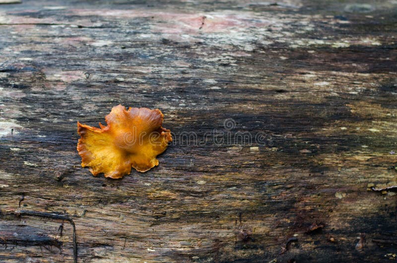 Gelbe Pilze im Wald auf einem Klotzbauholz stockfotografie Gelbe Pilze im Wald auf einem Klotzbauholz stockfotografie