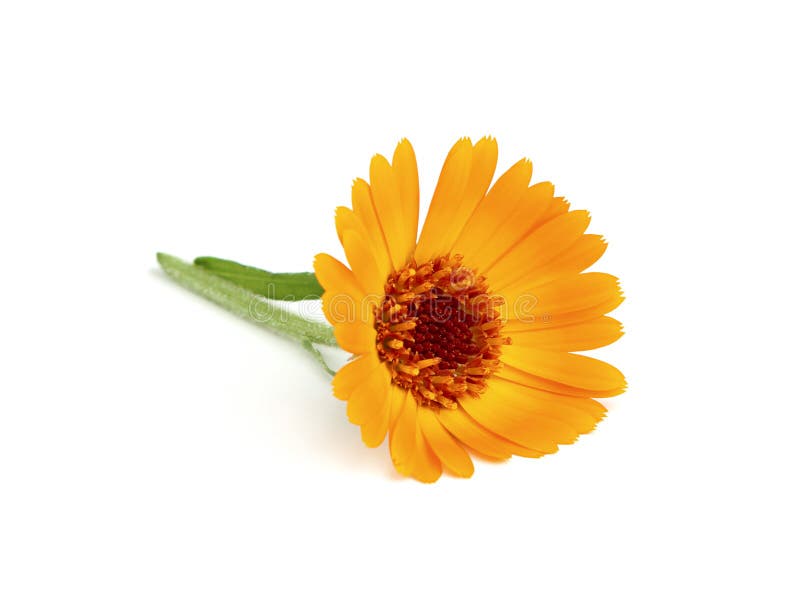 Gelbe Ringelblume mit Stiel lizenzfreie stockfotografie