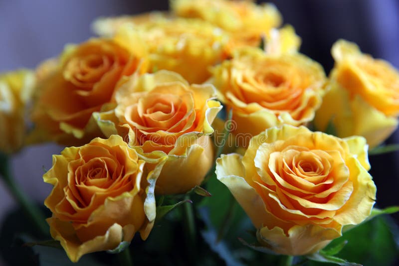 Gelbe Rosen stockfotos Gelbe Rosen stockfotos