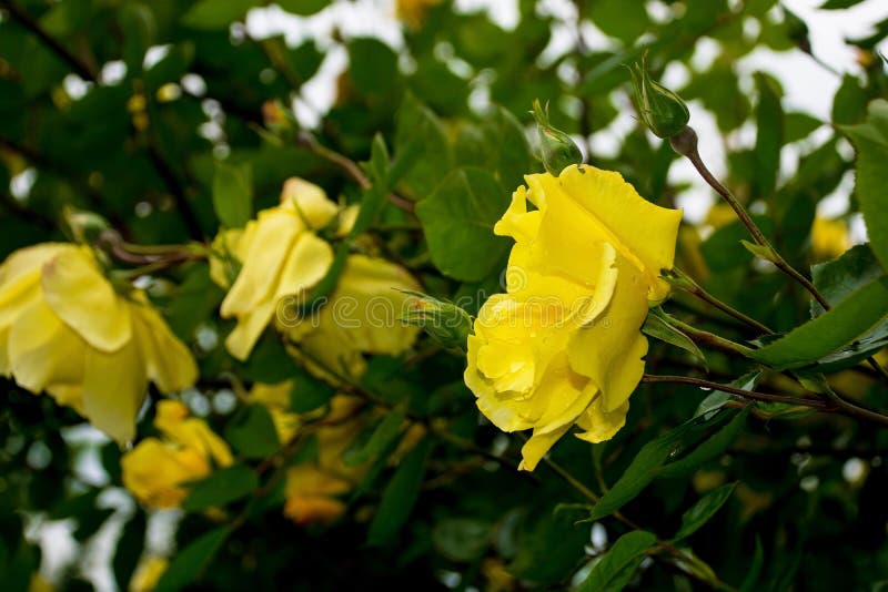 Gelbe Rosen lizenzfreies stockfoto Gelbe Rosen lizenzfreies stockfoto