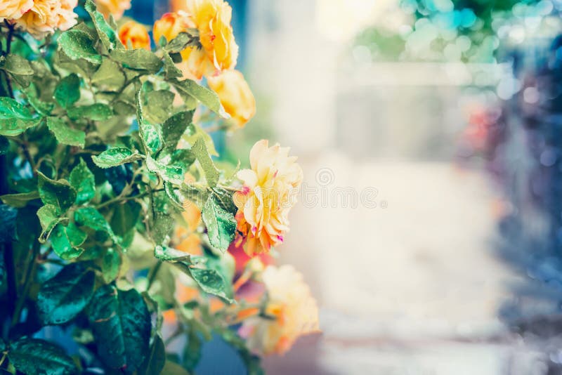 Gelbe Rosen mit Wasser fällt nach dem Regen am Sommerlandschaftshintergrund im Garten oder im Park mit bokeh lizenzfreie stockfotografie Gelbe Rosen mit Wasser fällt nach dem Regen am Sommerlandschaftshintergrund im Garten oder im Park mit bokeh lizenzfreie stockfotografie