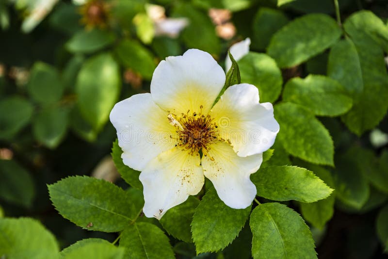 Gelbe Schottische RosenBlume Im Garten Lateinisch Rosalaevigata Oder