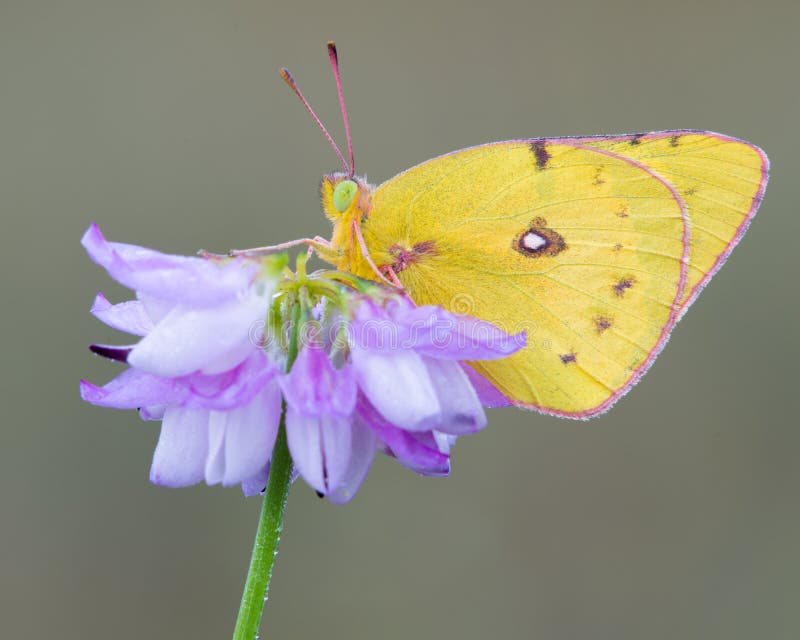 Gelbe Schwefelbasisrecheneinheit auf purpurroter Blume stockfotos Gelbe Schwefelbasisrecheneinheit auf purpurroter Blume stockfotos