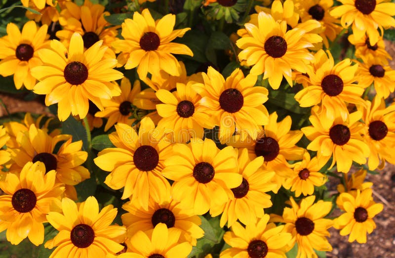 Gelbe Sommerblumen stockbild. Bild von schön, ausschnitt 58174229