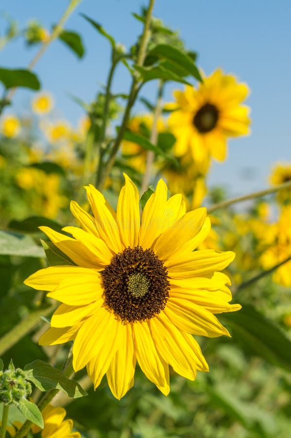 Gelbe Sonnenblume in der Nähe des Sonnenlichts lizenzfreies stockfoto Gelbe Sonnenblume in der Nähe des Sonnenlichts lizenzfreies stockfoto