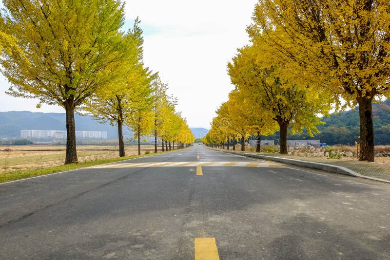 Gelbe Straße im Herbst lizenzfreie stockbilder Gelbe Straße im Herbst lizenzfreie stockbilder