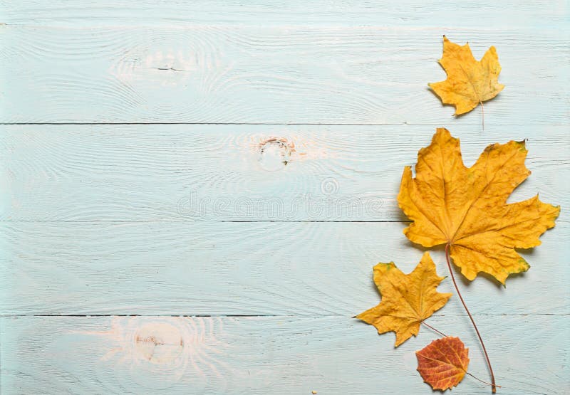 Gelbe trockene Ahornblätter des Herbstes auf einem blauen hölzernen Hintergrund Flacher Plan Ansicht von oben Kopieren Sie Platz lizenzfreies stockbild Gelbe trockene Ahornblätter des Herbstes auf einem blauen hölzernen Hintergrund Flacher Plan Ansicht von oben Kopieren Sie Platz lizenzfreies stockbild